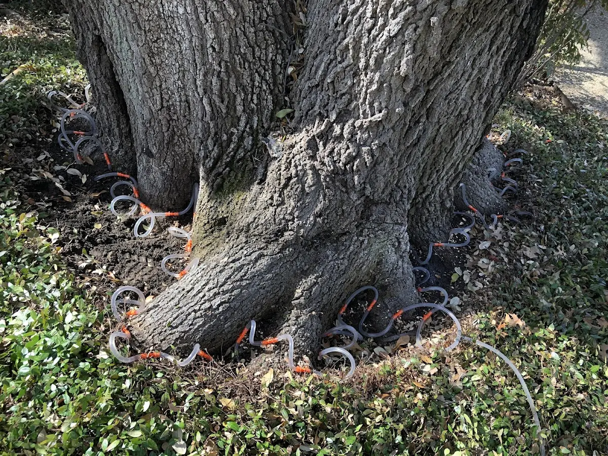 Detailed Tree Cabling and Bracing job site in Tieton