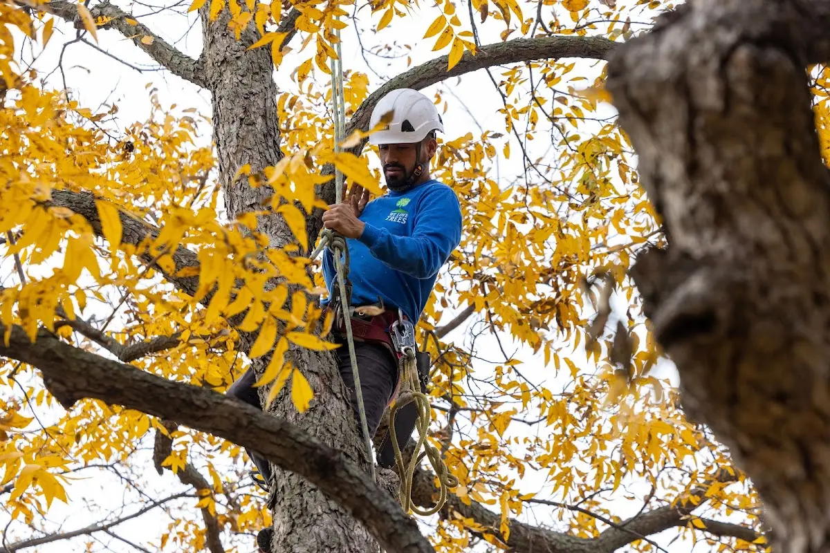 Skilled Tree Planing crew working in Tieton
